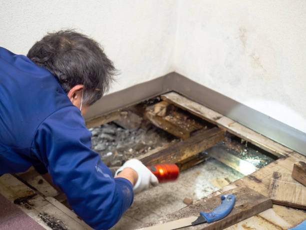 Best Commercial Mold Removal  in Macom, IL