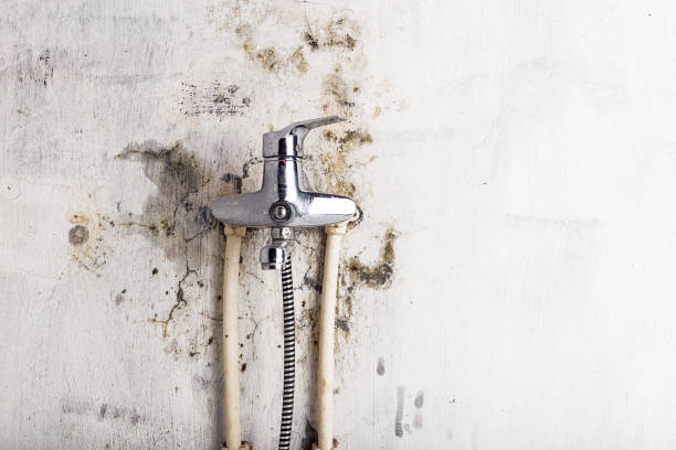 Certified Mold Removal in Macom, IL