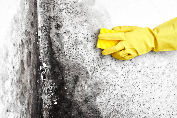 Best Same-Day Mold Removal  in Macom, IL