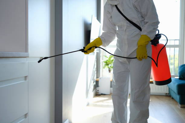 Mold Removal Process in Macom, IL