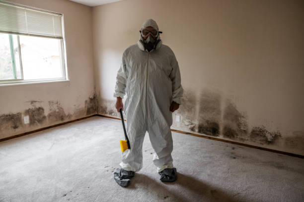 Best Office Mold Removal Services  in Macom, IL