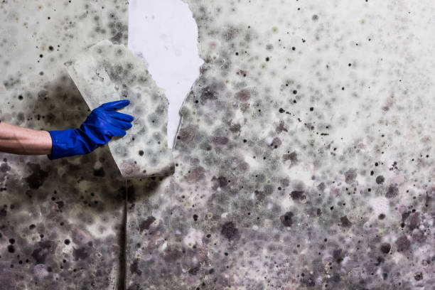 Best Mold Removal Company Near Me  in Macom, IL